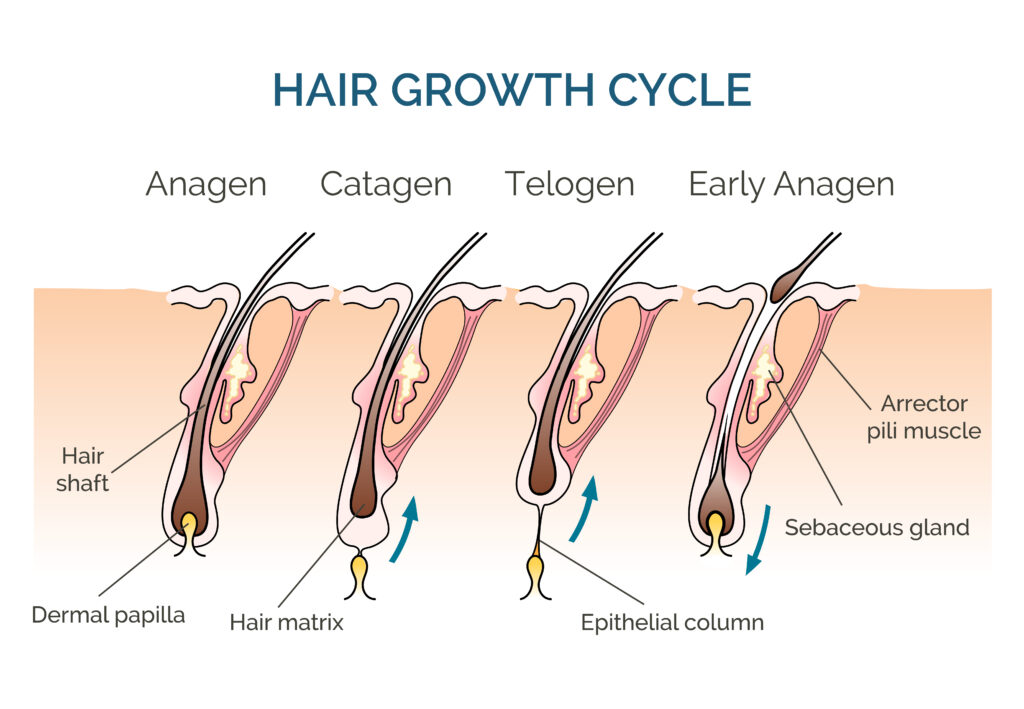 1601.m00.i121.n045.p.c25.311526266 hair growth cycle